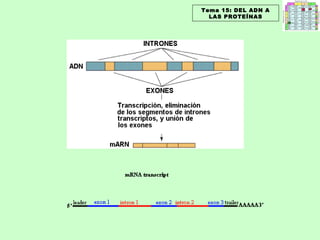 Tema 15: DEL ADN A LAS PROTEÍNAS 