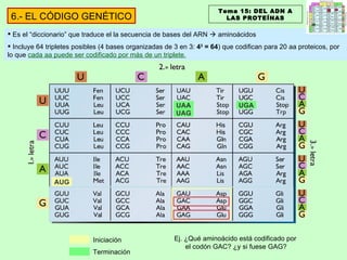 AUG UGA UAA UAG Ej. ¿Qué aminoácido está codificado por el codón GAC? ¿y si fuese GAG? Es el “diccionario” que traduce el la secuencia de bases del ARN    aminoácidos Incluye 64 tripletes posibles (4 bases organizadas de 3 en 3:  4 3  = 64 ) que codifican para 20 aa proteicos, por lo que  cada aa puede ser codificado por más de un triplete. Tema 15: DEL ADN A LAS PROTEÍNAS 6.- EL CÓDIGO GENÉTICO Iniciación Terminación 