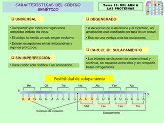 CARACTERÍSTICAS DEL CÓDIGO GENÉTICO UNIVERSAL Compartido por todos los organismos conocidos incluso los virus. El código ha tenido un solo origen evolutivo. Existen excepciones en las mitocondrias y algunos protozoos. A excepción de la metionina y el triptófano, un aminoácido está codificado por más de un codón. Esto es una ventaja ante las mutaciones. DEGENERADO Cada codón solo codifica a un aminoácido. SIN IMPERFECCIÓN Los tripletes se disponen de manera lineal y continua, sin espacios entre ellos y sin compartir bases nitrogenadas CARECE DE SOLAPAMIENTO Posibilidad de solapamiento Tema 15: DEL ADN A LAS PROTEÍNAS Met Gli Tre His Ala Fen Ala Met Leu Leu Pro Solapamiento Codones de iniciación 