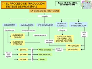 LA SÍNTESIS DE PROTEÍNAS ARN MENSAJERO AMINOÁCIDOS ENZIMAS Y ENERGÍA SUBUNIDAD PEQUEÑA SUBUNIDAD GRANDE SITIO A SITIO P SITIO E ARNt con el aa POLIPÉPTIDO ARNt RIBOSOMAS EXTREMO 3’ ARN DE TRANSFERENCIA ANTICODÓN AMINOACIL-ARNt  -SINTETASA y los GRUPOS FOSFATO Tema 15: DEL ADN A LAS PROTEÍNAS 7.- EL PROCESO DE TRADUCCIÓN. SÍNTESIS DE PROTEÍNAS Donde se sitúa el Tienen tres lugares Formados por Donde se unen los Donde se une el Donde se une el Tiene dos zonas Por donde se une al Como la necesita 
