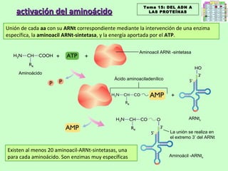 activación del aminoácido + + + Aminoácido Ácido aminoaciladenílico ARNt x Aminoácil -ARNt x Existen al menos 20 aminoacil-ARNt-sintetasas, una para cada aminoácido. Son enzimas muy específicas Unión de cada  aa  con su  ARNt  correspondiente mediante la intervención de una enzima específica, la  aminoacil ARNt-sintetasa , y la energía aportada por el  ATP . Tema 15: DEL ADN A LAS PROTEÍNAS Aminoacil ARNt -sintetasa La unión se realiza en el extremo 3’ del ARNt 