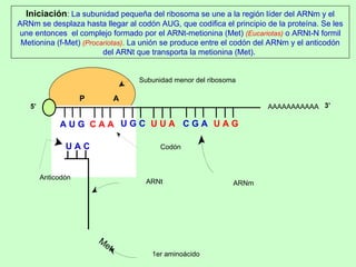 Met 1er aminoácido ARNt Anticodón Codón ARNm Subunidad menor del ribosoma AAAAAAAAAAA P  A A U G   C A A U A C Iniciación : La subunidad pequeña del ribosoma se une a la región líder del ARNm y el ARNm se desplaza hasta llegar al codón AUG, que codifica el principio de la proteína. Se les une entonces  el complejo formado por el ARNt-metionina (Met)  (Eucariotas)   o ARNt-N formil Metionina (f-Met)  (Procariotas) .  La unión se produce entre el codón del ARNm y el anticodón del ARNt que transporta la metionina (Met).  5’ 3’ U G C U U A C G A U A G 