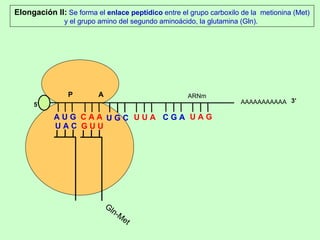 ARNm AAAAAAAAAAA P  A A U G   C A A U A C Elongación II:  Se forma el  enlace peptídico  entre el grupo carboxilo de la  metionina (Met) y el grupo amino del segundo aminoácido, la glutamina (Gln).  5’ Gln-Met G U U U G C U U A C G A U A G 3’ 