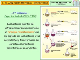 Tema 15: DEL ADN A LAS PROTEÍNAS 1.- EL ADN COMO MATERIAL HEREDITARIO -.1ª Evidencia.-  Experiencia de Griffith (1928) Las bacterias muertas de  Streptococcus pneumoniae  tenía un  “principio transformante”  que era captado por las bacterias vivas no virulentas y transformaban sus caracteres hereditarios convirtiéndolas en virulentas. 