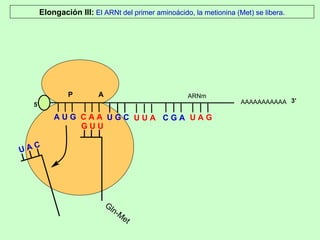 AAAAAAAAAAA P  A A U G   C A A Elongación III:  El ARNt del primer aminoácido, la metionina (Met) se libera. 5’ U A C Gln-Met G U U U G C U U A C G A U A G ARNm 3’ 
