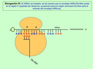 AAAAAAAAAAA P  A A U G   C A A Elongación IV:  El ARNm se traslada, de tal manera que el complejo ARNt-Gln-Met queda en la región P (peptidil) del ribosoma, quedando ahora la región aminoacil (A) libre para la entrada del complejo ARNt-aa 3  5’ 3’ Gln-Met G U U U G C U G C U U A C G A U A G ARNm 
