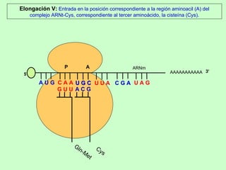 AAAAAAAAAAA P  A A U G   C A A Elongación V:  Entrada en la posición correspondiente a la región aminoacil (A) del complejo ARNt-Cys, correspondiente al tercer aminoácido, la cisteína (Cys). 5’ Gln-Met G U U U G C U G C U U A C G A U A G ARNm 3’ A C G Cys 