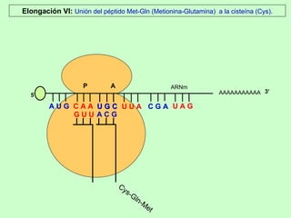 AAAAAAAAAAA P  A A U G   C A A Elongación VI:  Unión del péptido Met-Gln (Metionina-Glutamina)  a la cisteína (Cys). 5’ G U U U G C U G C U U A C G A U A G ARNm 3’ A C G Cys-Gln-Met 