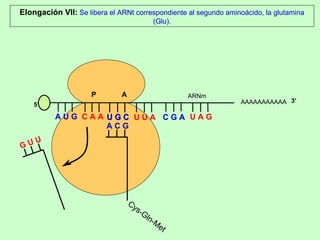 AAAAAAAAAAA P  A A U G   C A A Elongación VII:  Se libera el ARNt correspondiente al segundo aminoácido, la glutamina (Glu). 5’ U G C U G C U U A C G A U A G ARNm 3’ A C G Cys-Gln-Met G U U 