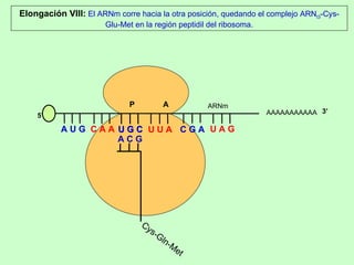 AAAAAAAAAAA P  A A U G   C A A Elongación VIII:  El ARNm corre hacia la otra posición, quedando el complejo ARN t3 -Cys-Glu-Met en la región peptidil del ribosoma. 5’ U G C U G C U U A C G A U A G ARNm 3’ A C G Cys-Gln-Met 