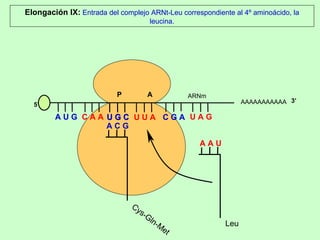 AAAAAAAAAAA P  A A U G   C A A Elongación IX:  Entrada del complejo ARNt-Leu correspondiente al 4º aminoácido, la leucina. 5’ U G C U G C U U A C G A U A G ARNm 3’ A C G Cys-Gln-Met A A U Leu 