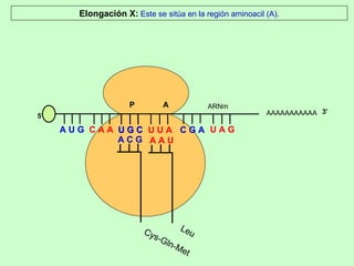 AAAAAAAAAAA P  A A U G   C A A Elongación X:  Este se sitúa en la región aminoacil (A). 5’ U G C U G C U U A C G A U A G ARNm 3’ A C G Cys-Gln-Met A A U Leu 