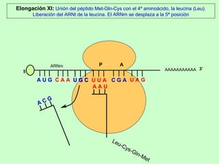 AAAAAAAAAAA P  A A U G   C A A Elongación XI:  Unión del péptido Met-Gln-Cys con el 4º aminoácido, la leucina (Leu). Liberación del ARNt de la leucina. El ARNm se desplaza a la 5ª posición 5’ U G C U G C U U A C G A U A G ARNm 3’ A A U Leu-Cys-Gln-Met A C G 