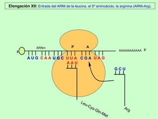 AAAAAAAAAAA P  A A U G   C A A Elongación XII:  Entrada del ARNt de la leucina, el 5º aminoácido, la arginina (ARNt-Arg). 5’ U G C U G C U U A C G A U A G ARNm 3’ A A U Leu-Cys-Gln-Met G C U Arg 