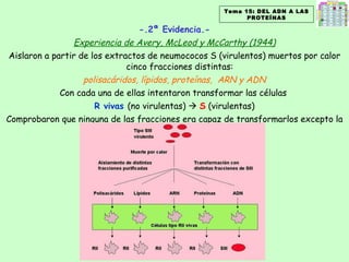 -.2ª Evidencia.- Experiencia de Avery, McLeod y McCarthy (1944) Aislaron a partir de los extractos de neumococos S (virulentos) muertos por calor cinco fracciones distintas:  polisacáridos, lípidos, proteínas,  ARN y ADN Con cada una de ellas intentaron transformar las células  R vivas  (no virulentas)     S  (virulentas) Comprobaron que ninguna de las fracciones era capaz de transformarlos excepto la fracción que contenía ADN . Tema 15: DEL ADN A LAS PROTEÍNAS 