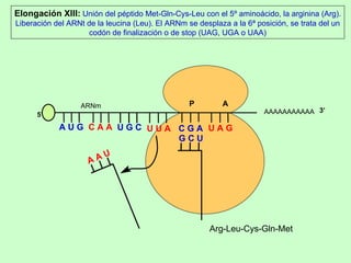 AAAAAAAAAAA P  A A U G   C A A Elongación XIII:  Unión del péptido Met-Gln-Cys-Leu con el 5º aminoácido, la arginina (Arg). Liberación del ARNt de la leucina (Leu). El ARNm se desplaza a la 6ª posición, se trata del un codón de finalización o de stop (UAG, UGA o UAA) 5’ U G C U U A C G A U A G ARNm 3’ Arg-Leu-Cys-Gln-Met G C U A A U 
