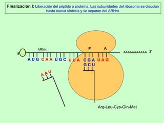 AAAAAAAAAAA P  A A U G   C A A 5’ U G C U U A C G A U A G ARNm 3’ Arg-Leu-Cys-Gln-Met Finalización I:  Liberación del péptido o proteína. Las subunidades del ribosoma se disocian hasta nueva síntesis y se separan del ARNm. A A U G C U 