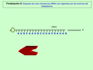 AAAAAAAAAAA Finalización II:  Después de unos minutos los ARNm son digeridos por las enzimas del hialoplasma. 5’ ARNm 3’ A U G C A A U G C U U A C G A U A G 