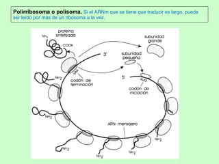 Polirribosoma o polisoma.  Si el ARNm que se tiene que traducir es largo, puede ser leído por más de un ribosoma a la vez. 