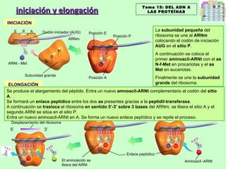 iniciación y elongación E P A ARNt - Met ARNm INICIACIÓN ELONGACIÓN La  subunidad pequeña  del ribosoma se une al  ARNm  colocando el codón de iniciación  AUG  en el  sitio P . A continuación se coloca el primer  aminoacil-ARNt  con el  aa   N-f-Met  en procariotas y el  aa Met  en eucariotas. Finalmente se une la  subunidad grande  del ribosoma. Se produce el alargamiento del péptido. Entra un nuevo  amnoacil-ARNt  complementario al codón del  sitio A . Se formará un  enlace peptídico  entre los dos  aa  presentes gracias a la  peptidil-transferasa . A continuación se  trasloca  el ribosoma  en sentido 5’-3’ sobre 3 bases  del ARNm, se libera el sitio A y el segundo ARNt se sitúa en el sitio P.  Entra un nuevo aminoacil-ARNt en A. Se forma un nuevo enlace peptídico y se repite el proceso. Tema 15: DEL ADN A LAS PROTEÍNAS E P A Codón iniciador (AUG) Subunidad grande Posición E Posición P Posición A Aminoacil -ARNt El aminoácido se libera del ARNt Desplazamiento del ribosoma 5’ 3’ Enlace peptídico 