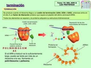 terminación ARNm Separación de las dos subunidades del ribosoma ARNm Se produce cuando el ribosoma llega a un  codón de terminación  ( UAA, UGA  o  UAG ), entonces entra en el sitio A un  factor de liberación  proteico que separa el péptido del último aminoacil-ARNt. Todos los elementos se separan y la proteína adquiere su estructura tridimensional. TERMINACIÓN Si el ARN a traducir es lo suficientemente largo, puede ser leído por más de un ribosoma a la vez, formando un  polirribosoma  o  polisoma . POLIRRIBOSOMAS Tema 15: DEL ADN A LAS PROTEÍNAS Codón de terminación (UAA, UGA, UAG) ARNt Porción final de la cadena  proteica Factor de liberación Ribosoma ARNm Proteína en formación 