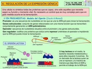 Una célula no sintetiza todas las proteínas que es capaz, sino sólo aquellas que necesita según su función y momento vital. Es necesario un control que es muy complejo pero que en gran medida ocurre en la transcripción. EN PROCARIOTAS: Modelo del Operón  (Jacob & Monod) Promotor : es una secuencia de nucleótidos en los que se une la ARN-pol para iniciar la transcripción. Genes estructurales : conjunto de genes relacionados con una misma función que se transcriben conjuntamente generando un  ARN policistrónico . Operador : secuencia de nucleótidos situados entre el promotor y los genes estructurales. Gen regulador : codifica una proteína que actúa como  represor  uniéndose al operador e impidiendo que la ARN-pol pueda iniciar la transcripción.  EL OPERÓN LACTOSA ADN Transcripción bloqueada La ARN-pol no puede unirse al ADN Transcripción desbloqueada Si  hay lactosa  en el medio, la bacteria necesita metabolizarla y para ellos requiere 3 enzimas.  Es un derivado de la lactosa quien se une al represor y lo inactiva de manera que deja libre el ADN y permite el trabajo de la ADN-pol. Tema 15: DEL ADN A LAS PROTEÍNAS 8.- REGULACIÓN DE LA EXPRESIÓN GÉNICA Genes estructurales Operador  Promotor  Gen regulador ARN-pol Inductor (alolactosa) Represor activo Promotor Operador Complejo inactivo represor-inductor 