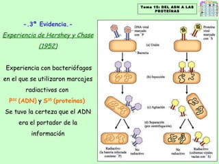 Tema 15: DEL ADN A LAS PROTEÍNAS -.3ª Evidencia.- Experiencia de Hershey y Chase (1952) Experiencia con bacteriófagos en el que se utilizaron marcajes radiactivos con  P 32  (ADN)  y  S 35  (proteínas)   Se tuvo la certeza que el ADN era el portador de la información 