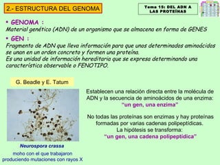 Establecen una relación directa entre la molécula de ADN y la secuencia de aminoácidos de una enzima:  “un gen, una enzima” No todas las proteínas son enzimas y hay proteínas formadas por varias cadenas polipeptídicas.  La hipótesis se transforma:  “ un gen, una cadena polipeptídica” Neurospora crassa   moho con el que trabajaron produciendo mutaciones con rayos X G. Beadle y E. Tatum Tema 15: DEL ADN A LAS PROTEÍNAS 2.- ESTRUCTURA DEL GENOMA GENOMA :  Material genético (ADN) de un organismo que se almacena en forma de GENES GEN :  Fragmento de ADN que lleva información para que unos determinados aminoácidos se unan en un orden concreto y formen una proteína. Es una unidad de información hereditaria que se expresa determinando una característica observable o FENOTIPO. 