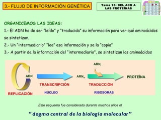 Tema 15: DEL ADN A LAS PROTEÍNAS 3.- FLUJO DE INFORMACIÓN GENÉTICA ORGANICEMOS LAS IDEAS: 1.- El ADN ha de ser “leído” y “traducida” su información para ver qué aminoácidos se sintetizan. 2.- Un “intermediario” “lee” esa información y se la “copia” 3.- A partir de la información del “intermediario”, se sintetizan los aminoácidos ADN ARN m TRANSCRIPCIÓN TRADUCCIÓN ARN t PROTEÍNA REPLICACIÓN Este esquema fue considerado durante muchos años el  “ dogma central de la biología molecular ” RIBOSOMAS NÚCLEO 