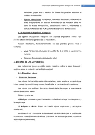 Alteraciones de la información genética – Biología 2º de Bachillerato   10


                transfieren grupos etilo o metilo a las bases nitrogenadas, alterando el
                proceso de replicación.

               Agentes intercalantes. Por ejemplo, la naranja de acridina, el bromuro de
                etidio o la proflavina. Se trata de moléculas que se intercalan entre dos
                pares de bases nitrogenadas, separándolas entre sí, deformando la
                estructura helicoidal del ADN y alterando el proceso de replicación.

       3.1.3- Agentes mutagénicos biológicos

       Los agentes mutagénicos biológicos son aquellos organismos «vivos» que
pueden alterar el material genético de su hospedador.

       Pueden clasificarse, fundamentalmente, en dos grandes grupos: virus y
bacterias.

               Virus. Por ejemplo, el virus de la hepatitis B y C, el VIH o el papilomavirus
                humano.

               Bacterias. Por ejemplo, Helicobacter pilori.

4.- EFECTOS DE LAS MUTACIONES

       Las mutaciones tienen un doble efecto: negativos sobre la salud (cáncer) y
positivos sobre la evolución (variabilidad genética).

       4.1.- Mutación y cáncer

       Concepto de cáncer

       Las células de los tejidos están diferenciadas y están sujetas a un control que
indica cuándo deben dividirse y cuando debe finaliar el crecimiento del organismos.

       Las células que proliferan de manera incontrolada dan origen a una masa de
células denominada tumor.

       El tumor puede ser:

       a) Benigno (como verrugas). Permanece confiando en el lugar donde apareció y
no se propaga.

       b) Maligno o cáncer: Capaz de invadir tejidos adyacentes y propagarse
(metástasis).

       El cáncer es un conjunto de enfermedades caracterizadas por la proliferación
incontrolada y desorganizada de células, que dañan los tejidos adyacentes y colonizan
tejidos lejanos (metástasis).
 
