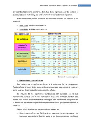 Alteraciones de la información genética – Biología 2º de Bachillerato   5


provocando el corrimiento en el orden de lectura de los tripletes a partir del punto en el
que se produce la mutación y, por tanto, alterando todos los tripletes siguientes.

      Estas mutaciones pueden ocurrir de dos maneras distintas: por deleción o por
inserción.

        Deleciones. Pérdida de nucleótidos.

        Inserciones. Adicción de nucleótidos.




                                                                      Ejemplos de mutaciones génicas

      2.2.- Mutaciones cromosómicas

      Las mutaciones cromosómicas afectan a la estructura de los cromosomas.
Pueden afectar al orden de los genes en los cromosomas o a su número: a veces, un
gen o un grupo de genes pueden estar repetidos o faltar.

      La mayoría de los organismos pluricelulares son diploides, por lo que
normalmente, aunque uno de los cromosomas tenga una mutación, tendrán otro
normal. Así, cuando estos cromosomas homólogos, pero no idénticos, se aparean en
la meiosis los resultantes adoptan morfologías características que permiten detectar la
mutación.

      Según el tipo de alteración que se produzca pueden ser:

        Deleciones o deficiencias. Pérdida de un fragmento de un cromosoma y de
         los genes que contiene. Cuando afecta a los dos cromosomas homólogos
 