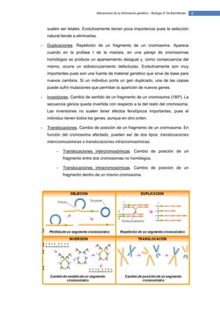 Alteraciones de la información genética – Biología 2º de Bachillerato   6


    suelen ser letales. Evolutivamente tienen poca importancia pues la selección
    natural tiende a eliminarlas.

   Duplicaciones. Repetición de un fragmento de un cromosoma. Aparece
    cuando en la profase I de la meiosis, en una pareja de cromosomas
    homólogos se produce un apareamiento desigual y, como consecuencia del
    mismo, ocurre un sobrecruzamiento defectuoso. Evolutivamente son muy
    importantes pues son una fuente de material genético que sirve de base para
    nuevos cambios. Si un individuo porta un gen duplicado, una de las copias
    puede sufrir mutaciones que permitan la aparición de nuevos genes.

   Inversiones. Cambio de sentido de un fragmento de un cromosoma (180º). La
    secuencia génica queda invertida con respecto a la del resto del cromosoma.
    Las inversiones no suelen tener efectos fenotípicos importantes, pues el
    individuo tienen todos los genes, aunque en otro orden.

   Translocaciones. Cambio de posición de un fragmento de un cromosoma. En
    función del cromosoma afectado, pueden ser de dos tipos: translocaciones
    intercromosómicas o translocaciones intracromosómicas.

            Translocaciones intercromosómicas. Cambio de posición de un
             fragmento entre dos cromosomas no homólogos.

            Translocaciones intracromosómicas. Cambio de posición de un
             fragmento dentro de un mismo cromosoma.




2
.
3
2
.

2
 