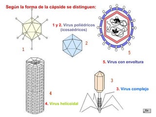 1 y 2. Virus poliédricos
(icosaédricos)
3. Virus complejo
4. Virus helicoidal
5. Virus con envoltura
Según la forma de la cápside se distinguen:
 