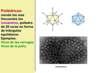 Poliédricos:
siendo los mas
frecuentes los
icosaedros, poliedro
de 20 caras en forma
de triángulos
equiláteros.
Ejemplos:
Virus de las verrugas
Virus de la polio.
 