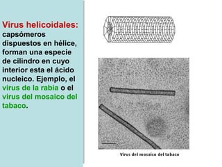 Virus helicoidales:
capsómeros
dispuestos en hélice,
forman una especie
de cilindro en cuyo
interior esta el ácido
nucleico. Ejemplo, el
virus de la rabia o el
virus del mosaico del
tabaco.
 