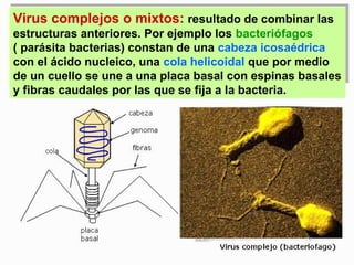Virus complejos o mixtos: resultado de combinar las
estructuras anteriores. Por ejemplo los bacteriófagos
( parásita bacterias) constan de una cabeza icosaédrica
con el ácido nucleico, una cola helicoidal que por medio
de un cuello se une a una placa basal con espinas basales
y fibras caudales por las que se fija a la bacteria.
 