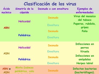 Clasificación de los virus
Ácido
nucleico
Simetría de la
cápside
Desnudo o con envoltura Ejemplos de
enfermedades
ARN
Helicoidal
Desnudo
Virus del mosaico
del tabaco
Envoltura
Paperas, rubéola,
gripes
Poliédrica
Desnudo Polio
Envoltura
ADN
Helicoidal
Desnudo
Infecciones en
perros
Envoltura Viruela
Poliédrica
Desnudo
Infecciones en
amígdalas
Envoltura Herpes labial
ARN o
ADN
Mixta (cabeza
poliédrica, cola Desnudo
Infectan bacterias
(bacteriófagos).
 