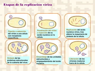 Etapas de la replicación vírica
Fijación o adsorción
del virión a una célula
con receptores
específicos.
Penetración del virión
o inyección de su
ácido nucleico en la
célula.
Replicación del ácido
nucleico vírico, tras
alterar la maquinaria de
síntesis de la célula.
Síntesis de las
proteínas estructurales
de la cubierta del virus.
Liberación de los
viriones maduros
fuera de la célula.
Ensamblaje de las unidades
estructurales y
empaquetamiento del ácido
nucleico.
 
