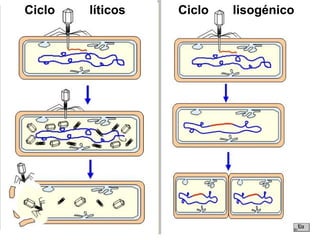 Ciclo líticos Ciclo lisogénico
 