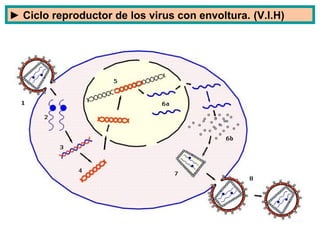 ► Ciclo reproductor de los virus con envoltura. (V.I.H)
 