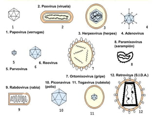 1. Papovirus (verrugas)
2. Poxvirus (viruela)
3. Herpesvirus (herpes) 4. Adenovirus
5. Parvovirus
6. Reovirus
7. Ortomixovirus (gripe)
8. Paramixovirus
(sarampión)
9. Rabdovirus (rabia)
10. Piconavirus
(polio)
11. Togavirus (rubéola)
12. Retrovirus (S.I.D.A.)
 