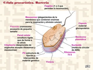 Célula procariótica. Bacteria
Flagelos (1 o 2 que
permiten la locomoción)
Cápsula
material
glucoproteico
Membrana
plasmática
Mesosomas (plegamientos de la
membrana que contienen enzimas
para la respiración y división celular)
Pared celular
envoltura rigída
que da forma a
la célula
Citoplasma (desprovisto de
orgánulos excepto ribosomas y
mesosomas)
Nucleoide
(molécula circular
de ADN)
Ribosomas
70 S
Fimbria
Pili estructura de
fijación e
intercambio de
material genético
Plasmido cromosoma
accesorio de pequeño
tamaño
 