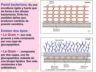 Pared bacteriana: Es una
envoltura rígida y fuerte que
da forma a las células
bacterianas. Evita los
posibles daños que
producen cambios de
presión osmótica.
Existen dos tipos:
▪ La Gram +: son más
gruesas y esta compuesta
por una capa de
glucopeptidos.
▪ La Gram - : compuesta
por dos capas, una de
glucopeptidos rodeada de
una bicapa lipídica. Son más
resistentes a los
antibioticos.
 
