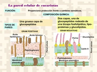 La pared celular de eucariotas
Proporciona protección frente a cambios osmóticos.
COMPOSICIÓN QUÍMICA:
TIPOS DE
PARED:
GRAM POSITIVAS GRAM NEGATIVAS
Paredcelular
Paredcelular
Peptidoglucano
Membrana
plasmática
Membrana plasmática
Ácido teicoicoÁcido
lipoteicoico
Porina
Glucolípidos
Lípido A
Peptidoglucano
FUNCIÓN:
Una gruesa capa de
glucopeptidos
Dos capas, una de
glucopeptidos rodeada de
una bicapa fosfolipídica, lipo-
proteínas y glucolipidos.
 