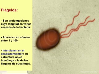 Flagelos:
- Son prolongaciones
cuya longitud es varias
veces la de la bacteria.
- Aparecen en número
entre 1 y 100.
- Intervienen en el
desplazamiento y su
estructura no es
homóloga a la de los
flagelos de eucariotas.
 