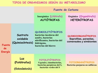 TIPOS DE ORGANISMOS SEGÚN SU METABOLISMO
Fuente de Carbono
Inorgánico (Litótrofo)
AUTÓTROFAS
Orgánico (Organótrofo)
HETERÓTROFAS
Fuente
de
Energía
Sustrato
oxidable
(Quimiosíntesis)
QUIMIOLITÓTROFOS
bacterias incoloras del
azufre, bacterias
nitrificantes, bacterias del
hidrógeno,
bacterias del hierro
QUIMIOORGANÓTROFOS
Saprofitas, parasitas,
comensales y simbiontes
Luz
(Fotótrofos)
(fotosíntesis)
FOTOLITÓTROFOS
Vegetales, cianobacterias,
bacterias purpúreas del S,
bacterias verdes del S
FOTOORGANÓTROFOS
Bacterias purpuras no sulfúreas
 