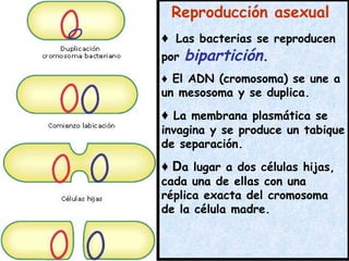 Reproducción asexual
♦ Las bacterias se reproducen
por bipartición.
♦ El ADN (cromosoma) se une a
un mesosoma y se duplica.
♦ La membrana plasmática se
invagina y se produce un tabique
de separación.
♦ Da lugar a dos células hijas,
cada una de ellas con una
réplica exacta del cromosoma
de la célula madre.
 