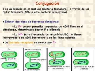 Conjugación
♦ Es un proceso en el cual una bacteria (donadora), a través de los
“pilis” transmite ADN a otra bacteria (receptora).
♦ Existen dos tipos de bacterias donadoras:
◊ La F+ poseen pequeños segmentos de ADN libre en el
citoplasma, denominados factor F o plásmido
◊ La Hfr (alta frecuencia de recombinación). lo tienen
incorporado a su ADN bacteriano y se les llama episoma
♦ La bacteria receptora se conoce por F-
 