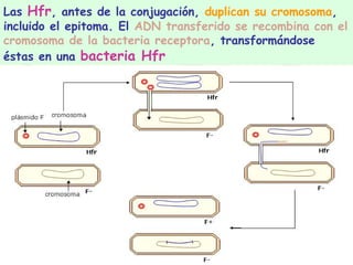 Las Hfr, antes de la conjugación, duplican su cromosoma,
incluido el epitoma. El ADN transferido se recombina con el
cromosoma de la bacteria receptora, transformándose
éstas en una bacteria Hfr
 