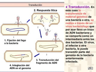1. Fijación del fago
a la bacteria
2. Respuesta lítica
3. Transducción del
fragmento de ADN
4. Integración del
ADN en el genoma
● Transducción. En
este caso la
transferencia de
material genético de
una bacteria a otra, se
realiza a través de un
virus bacteriófago que
por azar lleva un trozo
de ADN bacteriano y
se comporta como un
intermediario entre las
dos bacterias. El virus,
al infectar a otra
bacteria, le puede
transmitir parte del
genoma de la bacteria
anteriormente
infectada.
 